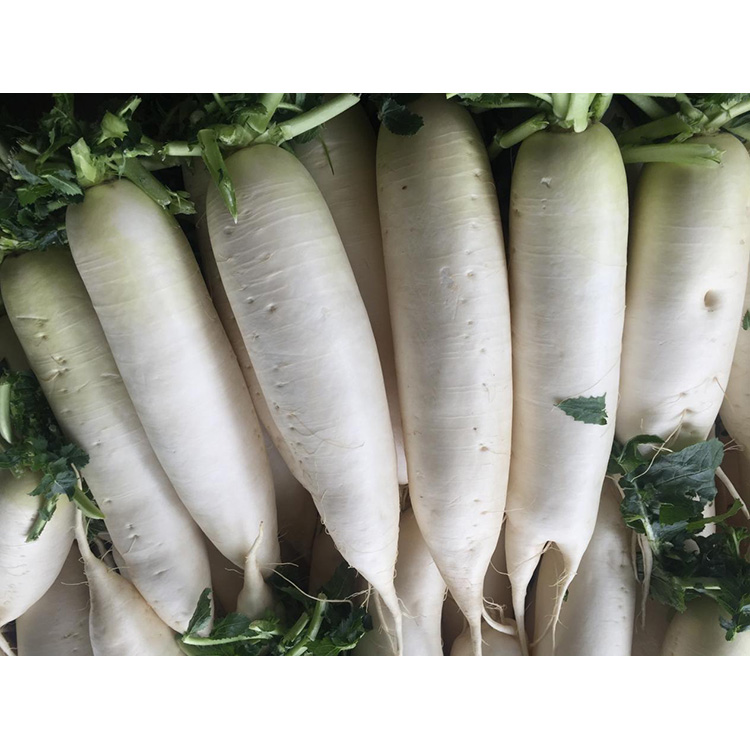 Explore the nutritional value of New Crop Fresh Radish to enhance immunity and inhibit the growth of cancer cells